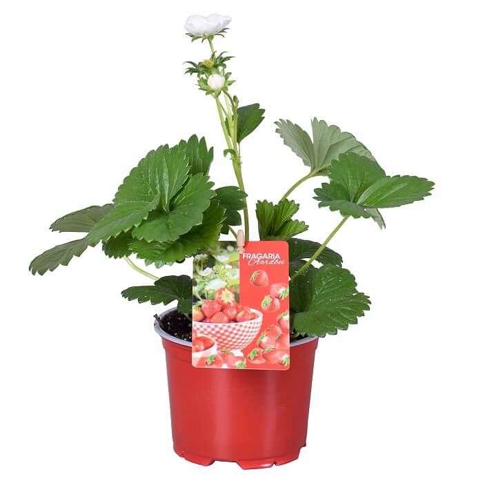 Fragaria 'Beltran'